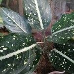 Aglaonema costatumЛисток