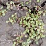 Lythrum portula Leaf