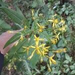 Senecio ovatus Flower
