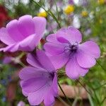 Eudianthe coeli-rosa Flower