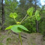 Euphorbia dulcis आदत