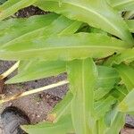 Eucomis autumnalis List