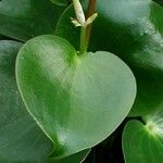 Peperomia polybotrya Levél