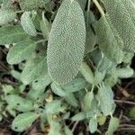 Salvia officinalisLeaf