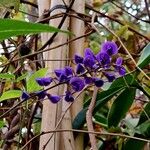 Hardenbergia comptoniana Kwiat