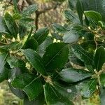 Arbutus andrachne पत्ता