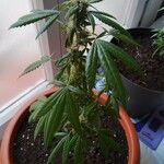 Cannabis indica Hostoa