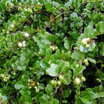 Chrysobalanus icaco Plante entière