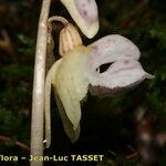 Epipogium aphyllum Fula