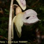 Epipogium aphyllum Flower