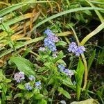 Myosotis alpestrisफूल