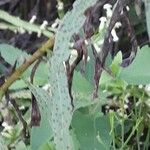 Solidago chilensis 叶