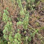 Meiosperma bracteatum Συνήθη χαρακτηριστικά