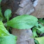 Erigeron pulchellus 葉