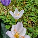 Crocus pulchellus 花