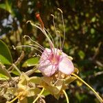 Capparis cynophallophora Flor