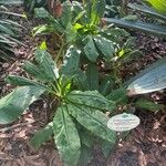 Scadoxus multiflorus Lehti