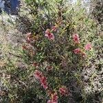 Salsola oppositifolia Blüte