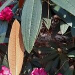 Rhododendron arboreum Leaf