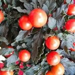 Solanum pseudocapsicum Frukto