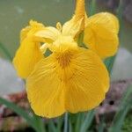 Iris pseudacorusКвітка