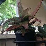 Aloe elgonica Hoja