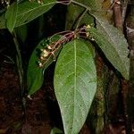 Cinnamomum chavarrianum Hoja