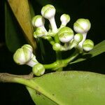 Clusia uvitana Fruto