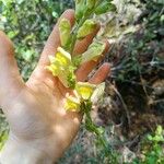 Antirrhinum latifolium Flor