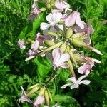 Saponaria officinalis Flower