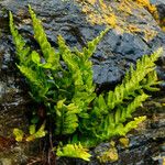 Asplenium marinum Leaf