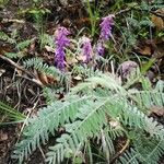 Vicia incana Floare