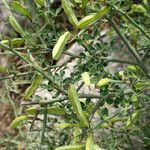 Cytisus spinosus Muu