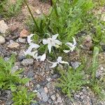 Leucocoryne alliacea Blüte