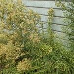 Erigeron sumatrensis 花