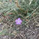 Dianthus gallicus