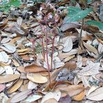 Corallorhiza wisteriana Elinympäristö