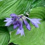 Hosta ventricosa Blüte