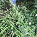Symphyotrichum dumosum Blatt