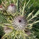 Cirsium eriophorumFlor