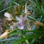 Eulophia maculata Blomma