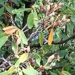 Hypericum grandifolium Feuille