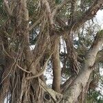 Ficus macrophylla Bark