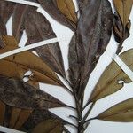 Manilkara paraensis Other