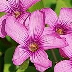 Oxalis articulata Цветок