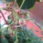 Anacardium occidentale 花