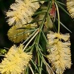 Acacia verticillata Flower