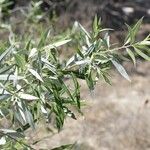 Salix laevigata Leaf