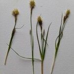Carex halleriana Flower