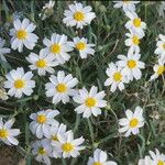 Melampodium leucanthum Flor